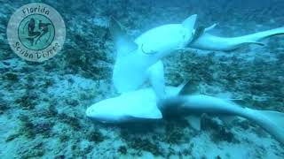 Never Seen In The WildNurse Shark Mating capture by local Florida Divers [upl. by Kyred]