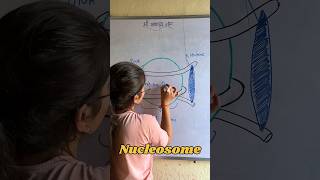 What is nucleosome packaging of DNA 🧬 in a chromosome what is histone octamer shorts dna [upl. by Ahsirhcal]