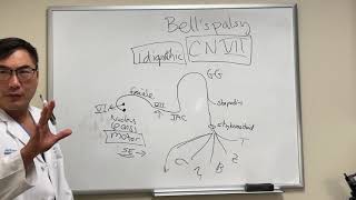 Bells Palsy in Nursing [upl. by Ymme]