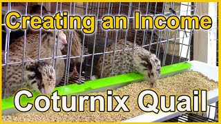 Making Money with Coturnix Quail [upl. by Ethbun]