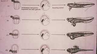 Regional Specificity of Primary Embryonic Induction [upl. by Shue]