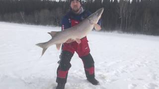 Monster Pike 32 pound on the QuickStrike Predator Rig by Northland Fishing Tackle 2017 [upl. by Acinok]