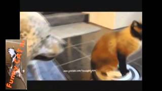 Cats can Be Jerks Supercut Compilation 2015 [upl. by Jedthus337]