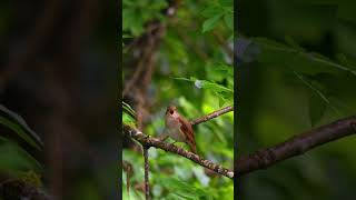 Beautiful Nightingale song 28 04 2024 Dordogne [upl. by Vania23]