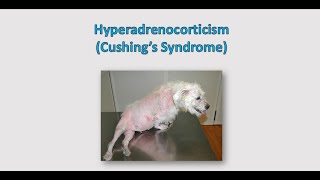 Canine Hyperadrenocorticism Cushings Syndrome  Introduction and Clinical signs symptoms [upl. by Dyna47]