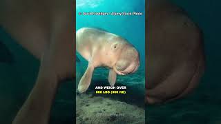 Dugong  The Real Life Mermaid [upl. by Raseta68]