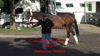 Stakes contenders arrive at Belmont Park May 29 [upl. by Camfort145]