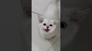 Hungry Cats calling there master shortsviral kitten shortsvideo animals shorts petloverpinas [upl. by Horlacher]