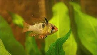 German rams tank mates  what fish can you have with Ram cichlids  German blue ram compatibility [upl. by Hamrah]