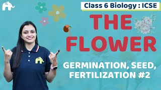 The Flower Class 6 ICSE Biology Chapter 2  Selina  Germination Seed Fertilization 2 [upl. by Carmencita]