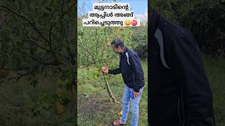 അല്ല പിന്നെ പിയർ ❤️😆 ukmalayali kerala familyvlogs malayalamfamilyvlog apple trip india [upl. by Thierry]