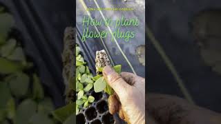 How to plant Lisianthus plugs [upl. by Mercer]