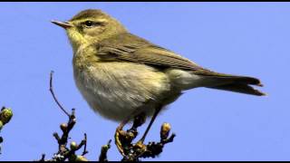 Willow Warbler Bird call Bird song [upl. by Alekram]