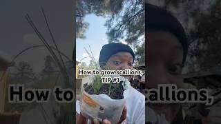 How to grow scallionsTIP 1 shorts foryou garden farming agriculture nature [upl. by Bellina]