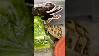 My Hermanns Tortoise devouring the whole lettuce I tortoisepetshorts [upl. by Valsimot]