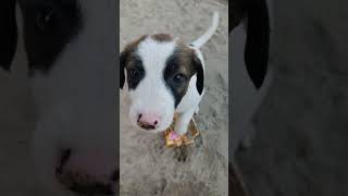 cute puppyabhi k sath [upl. by Amati]