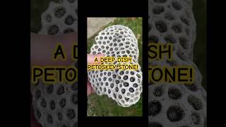 A Deep Dish Petoskey stone petoskeystone rockhounding shorts fossilfinds fossils rockhounders [upl. by Alemahs]