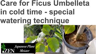 Care for Ficus Umbelleta in cold time  special watering technique byJapanese Plant Meister [upl. by Tolecnal122]