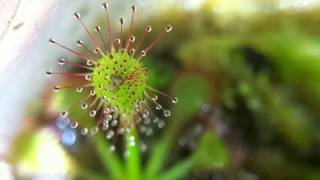 Drosera capillaris timelapse [upl. by Alleinnad558]