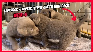 Labrador Retriever PuppiesWeek 5 Watch Them Grow [upl. by Yracaz]