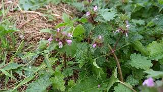 Cutleaved Deadnettle  A visual delight of its charming purple blooms and intricate foliage [upl. by Inafetse]