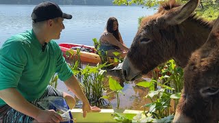 The mystery behind the donkeys on Stallings Island [upl. by Shaver]