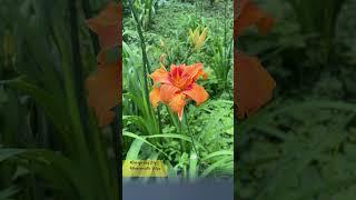 hemerocallis hemerocallisfulva lily dennature flowers shorts youtubeshorts trending nature [upl. by Elsi]