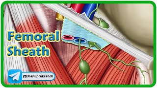 Femoral sheath Anatomy Animation  USMLE Step 1 Review [upl. by Akirat]