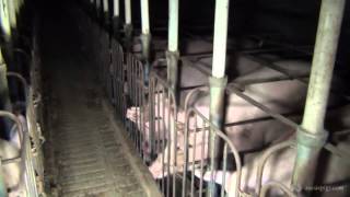 CEFN Breeder Piggery near Clifton QLD Australia 2013 95194906 [upl. by Grannias]