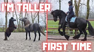 Riding for the first time Are they friends already  Friesian Horses [upl. by Erhard]