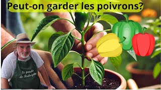 Comment réussir à garder des poivrons jusqu’au printemps [upl. by Zantos]