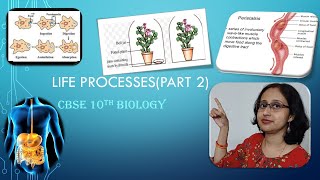 LifeProcessesCBSE10thHeterotrophicNutritionPeristalsisHumanDigestiveSystemAmoebaParamecium [upl. by Osi]