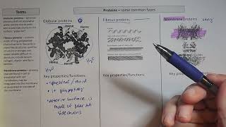 Globular Fibrous and Membrane Protein  basic comparison [upl. by Bendick]