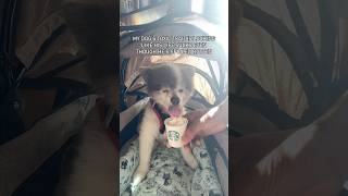 Protect your dog from the heat with PETIQUEPets Pet Stroller amp a Pup cup 🥵 doglover dogs [upl. by Arnold]