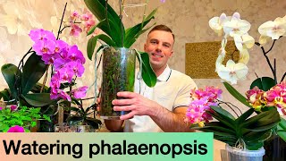 WATERING PHALAENOPSIS It’s easy Orchids in glass and regular pots [upl. by Rayle]