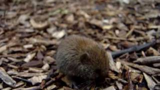 Shorttailed Vole Microtus agrestis [upl. by Leidag]