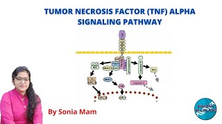 CSIR UGC NET  TUMOR NECROSIS FACTOR TNF ALPHA SIGNALING PATHWAY  BiologyAllInOne [upl. by Rihsab393]