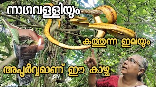 നാഗവള്ളിയും കത്തുന്ന ഇലയും മറ്റു അപൂർവ്വ കാഴ്ചകളും അറിയാം ഈ അമ്മയെ medicinal plants malayalam [upl. by Brigitte]