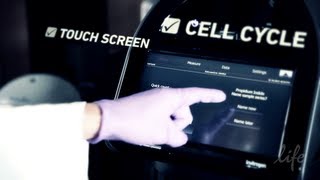 Cell Cycle Analysis with Tali® ImageBased Cytometer [upl. by Bravin]