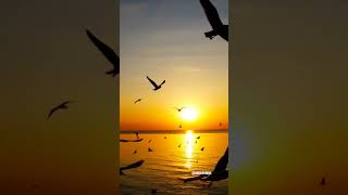 Sunset view with birds 🐦🕊️sunsetview sunset wateryellow best music trwnding sunsetlovers [upl. by Notyep]