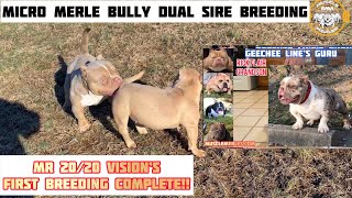 Muscle Merles Micro Bully Ep 4 Mr 2020’s First Breeding Dual Sire w Geechee Line’s GURU [upl. by Omora341]