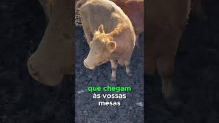 Sanidade Anual em vacas de carne [upl. by Wsan]