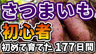 【さつまいも栽培】はじめて育てた計177日の記録！失敗しないポイントも紹介 [upl. by Ydoc]