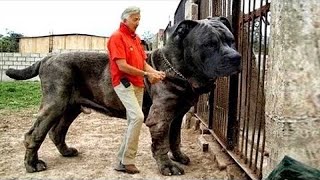 Top 10 Largest Dogs in the World [upl. by Nediarb]