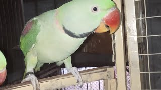 apple Khao parrot gParrot Videos parrotshorts MySweatBirds [upl. by Naga]