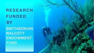 Acroporid Demographics Threatened Coral Conservation [upl. by Slayton]