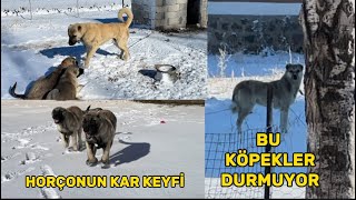 KÃ–PEKLER GENE GELDÄ° HIRÃ‡OYU BIRAKTIM YAVRULARI Ä°LK DEFA YETÄ°ÅKÄ°N KÃ–PEKLERÄ°N YANINA GÃ–TÃœRDÃœM [upl. by Nwahsiek]