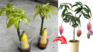 Good propagation method using banana and coca as stimulants to make mango trees germinate quickly [upl. by Tnahs]