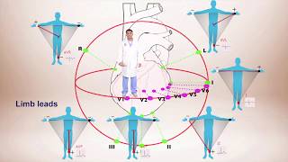 ECG Interpretation For Beginners Different Leads and Axis Deviation [upl. by Anilatsyrc482]