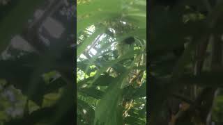 Staghorn Sumac provides a feast for Bumblebees [upl. by Assirac]